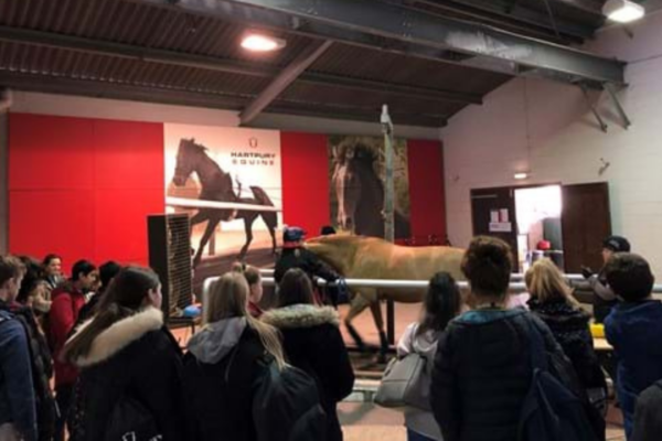 Equine - Maintaining healthy equine diets