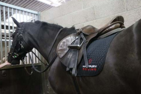 Equine - The theory of equine evolution